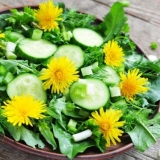 Salata od maslačka: koristi i štete